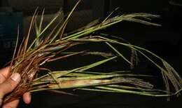 Image of Panicum