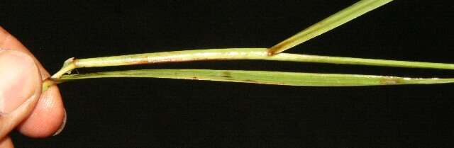 Image of Panicum