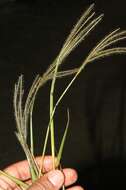 Image of Panicum