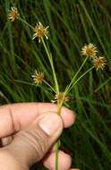 Image of Fly Beak Sedge