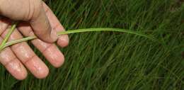 Image of Fly Beak Sedge