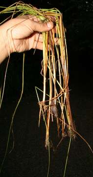 Image of Fly Beak Sedge