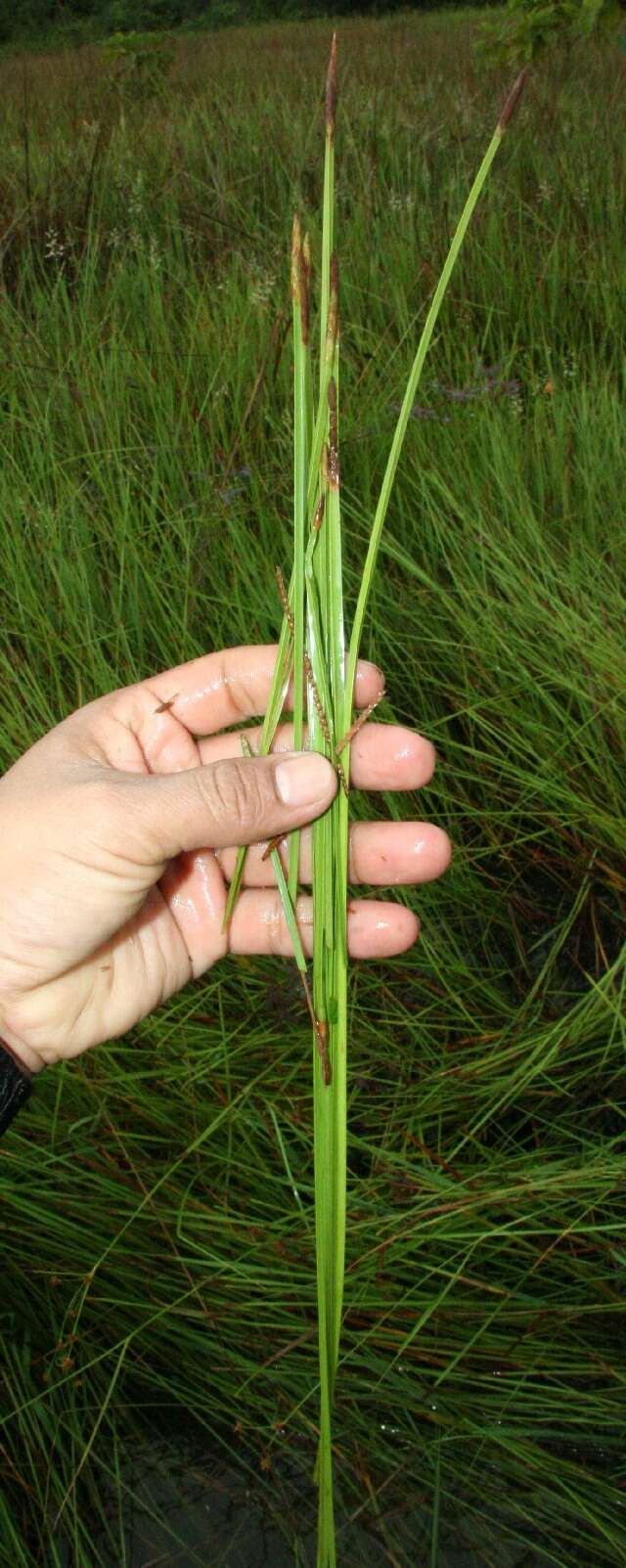 Image of Eleocharis