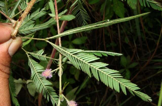Image of Mimosa xanthocentra Mart.