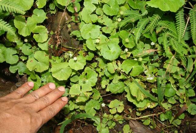 Image de Hydrocotyle leucocephala Cham. & Schltdl.