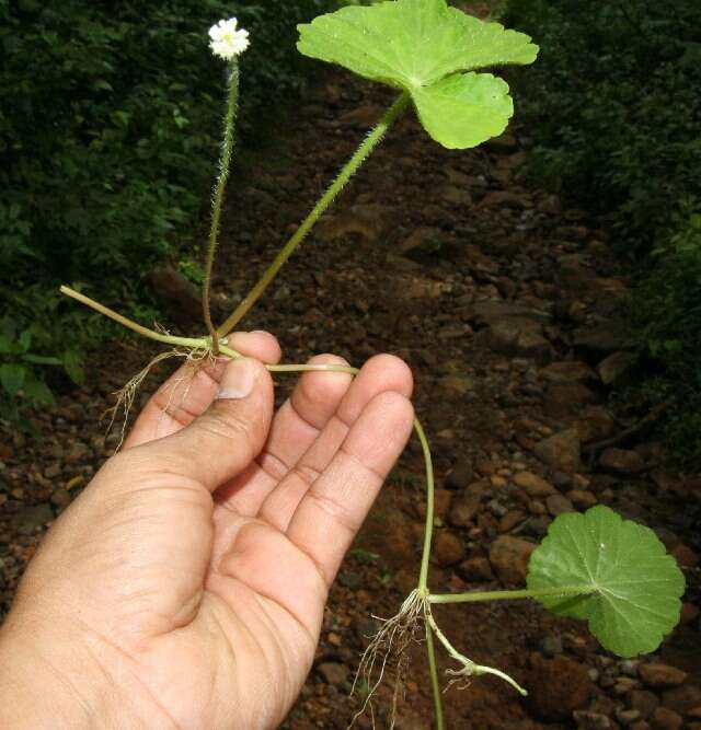 Image de Hydrocotyle leucocephala Cham. & Schltdl.