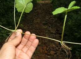 Image de Hydrocotyle leucocephala Cham. & Schltdl.