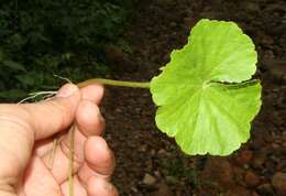 Imagem de Hydrocotyle leucocephala Cham. & Schltdl.