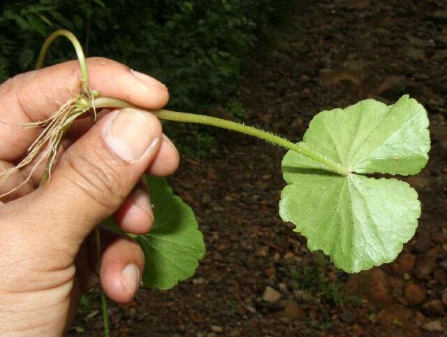 Image de Hydrocotyle leucocephala Cham. & Schltdl.