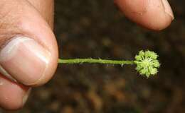 Image de Hydrocotyle leucocephala Cham. & Schltdl.