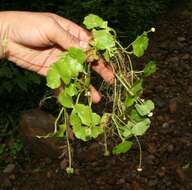 Hydrocotyle leucocephala Cham. & Schltdl. resmi