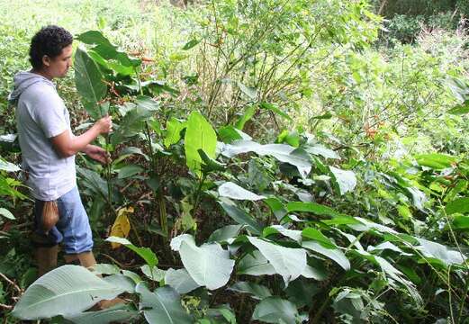 Plancia ëd Heliconia latispatha Benth.