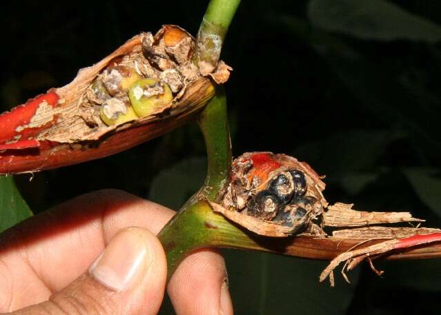 صورة Heliconia latispatha Benth.