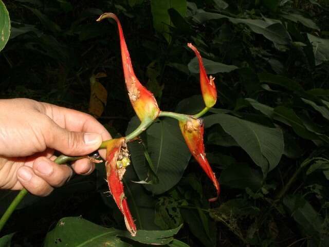 صورة Heliconia latispatha Benth.