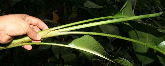 صورة Heliconia latispatha Benth.