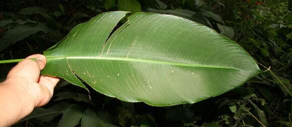 Plancia ëd Heliconia latispatha Benth.