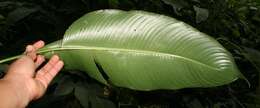 صورة Heliconia latispatha Benth.