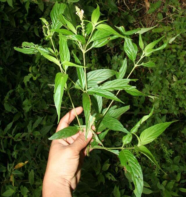 Image of Gonzalagunia panamensis (Cav.) K. Schum.