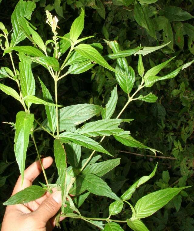 Image of Gonzalagunia panamensis (Cav.) K. Schum.