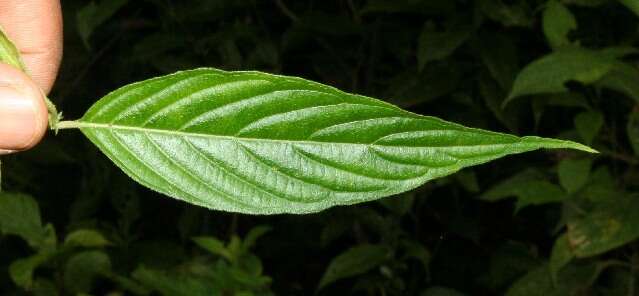 Image of Gonzalagunia panamensis (Cav.) K. Schum.