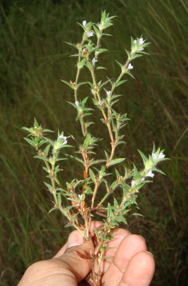 Image of stiff buttonweed