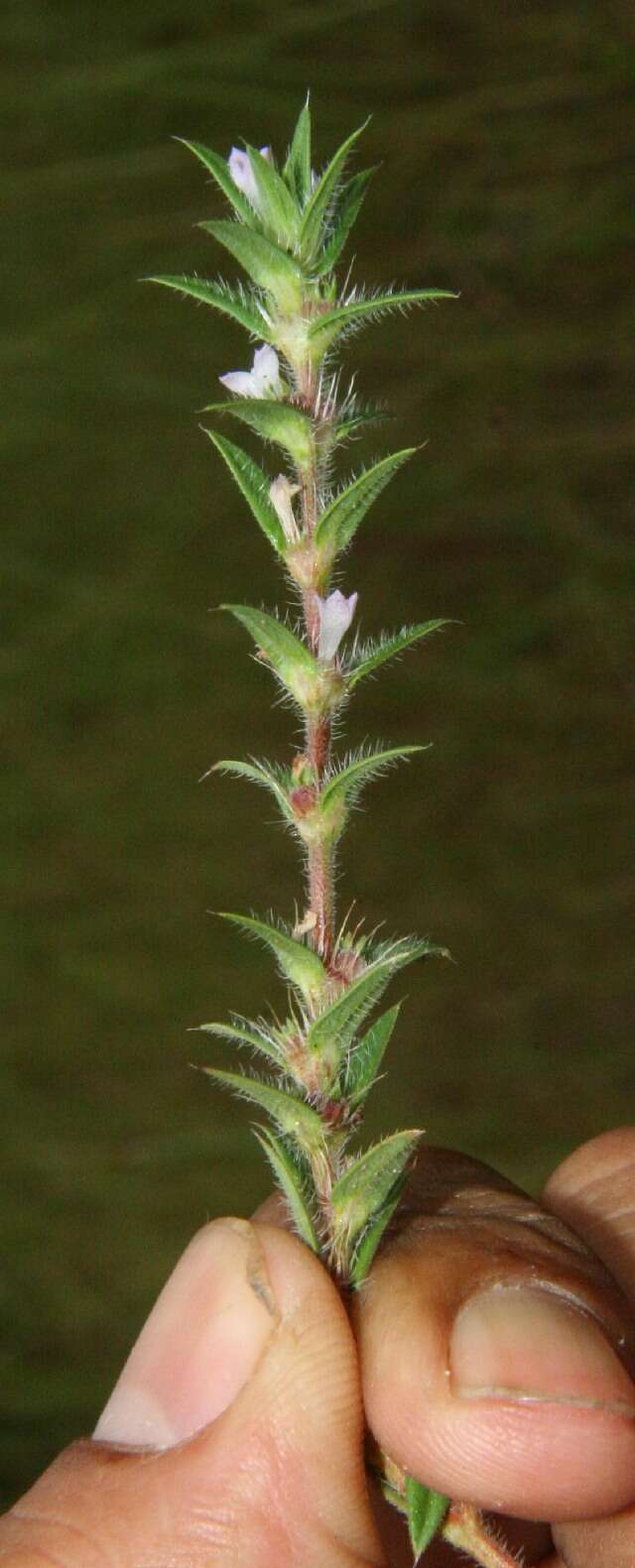 Imagem de Hexasepalum apiculatum (Willd.) Delprete & J. H. Kirkbr.