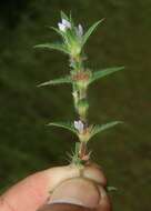 Image of stiff buttonweed