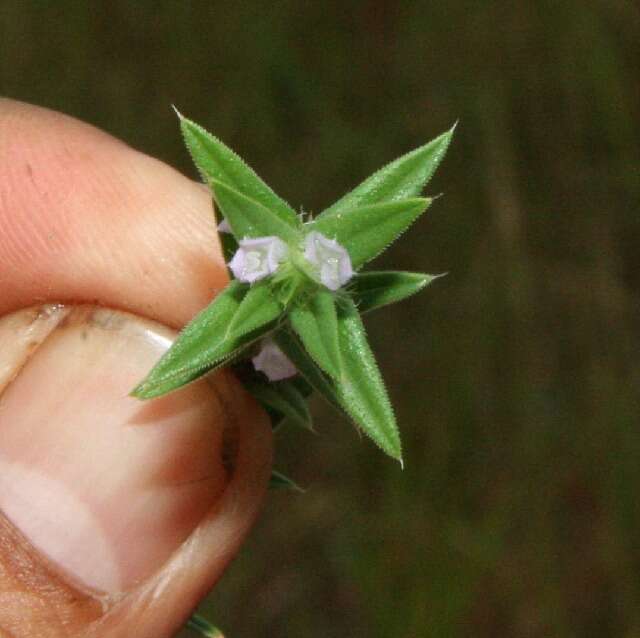 Image of stiff buttonweed