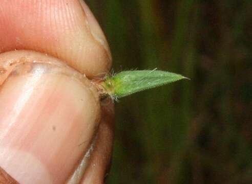 Imagem de Hexasepalum apiculatum (Willd.) Delprete & J. H. Kirkbr.