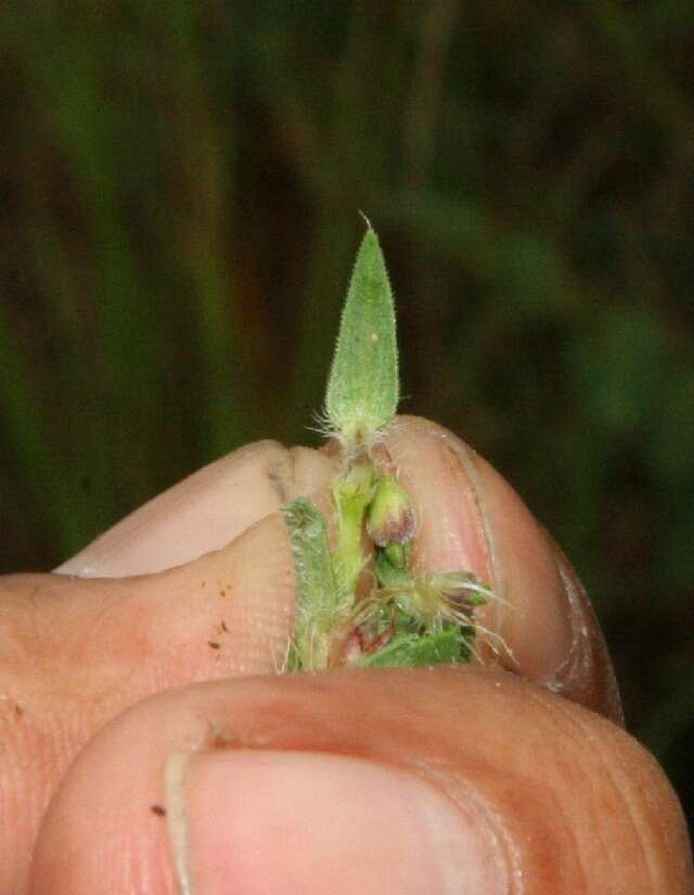 Imagem de Hexasepalum apiculatum (Willd.) Delprete & J. H. Kirkbr.