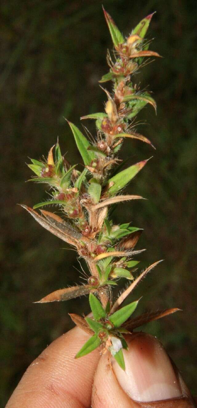 Image of stiff buttonweed