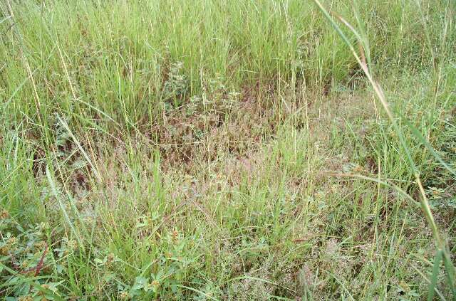 Imagem de Eragrostis cilianensis (All.) Janch.