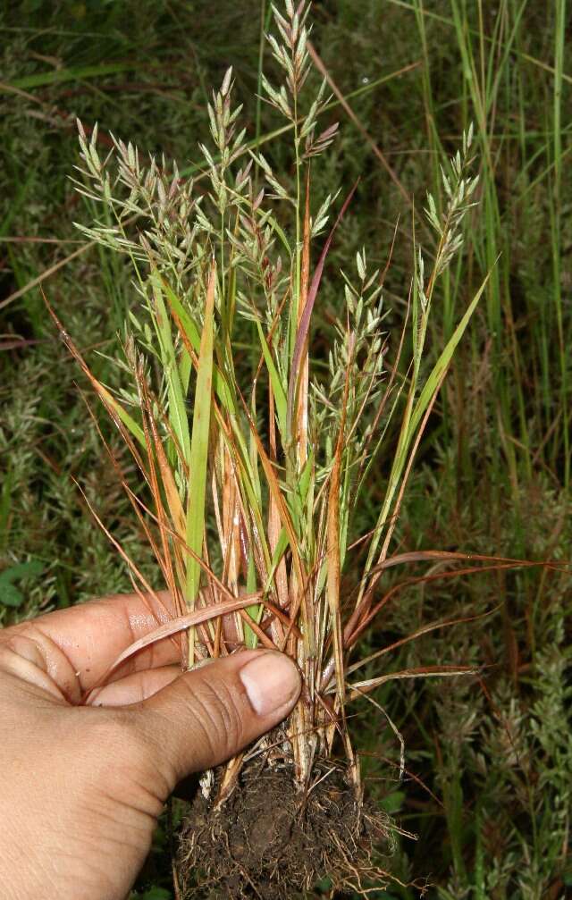 Imagem de Eragrostis cilianensis (All.) Janch.