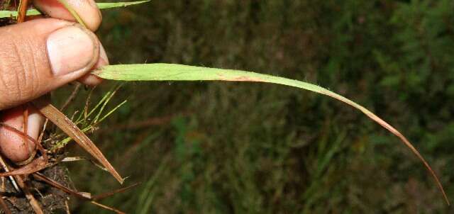 Imagem de Eragrostis cilianensis (All.) Janch.