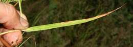 Imagem de Eragrostis cilianensis (All.) Janch.