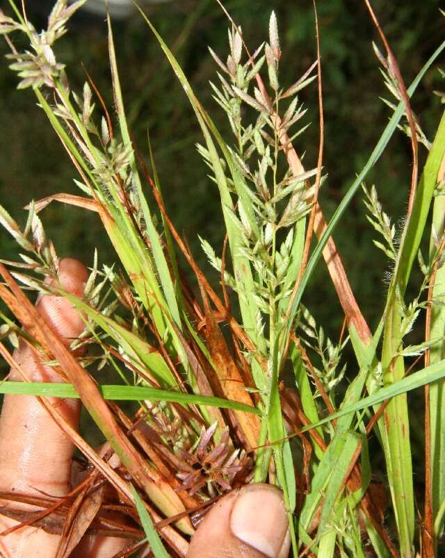 Imagem de Eragrostis cilianensis (All.) Janch.