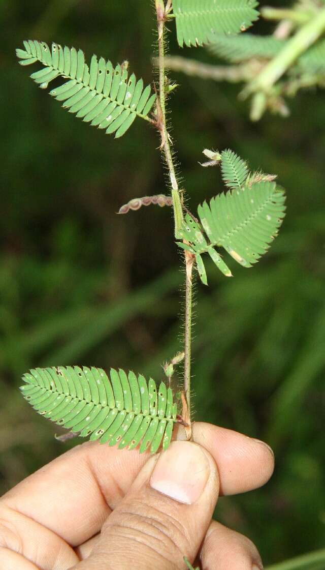 Image of Aeschynomene compacta Rose