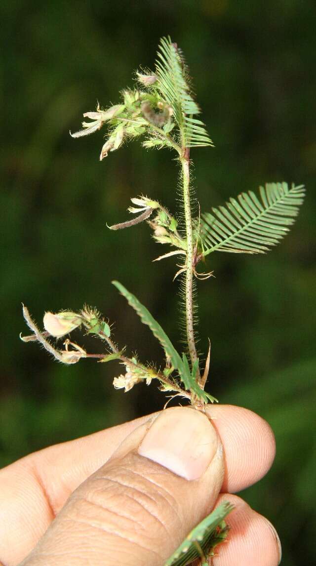 Image of Aeschynomene compacta Rose