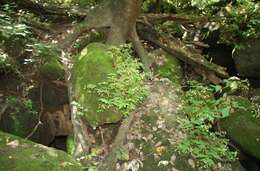 Image of Begonia hirsuta Aubl.