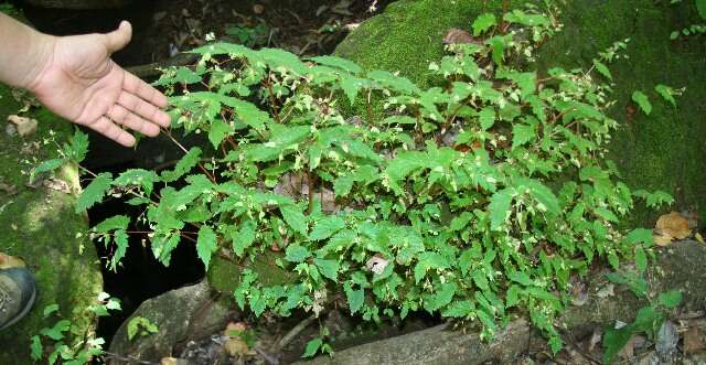 Image of Begonia hirsuta Aubl.