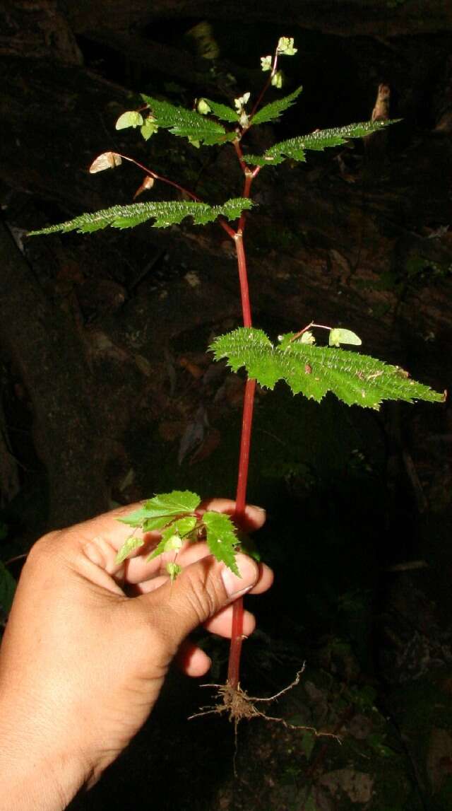 Слика од Begonia hirsuta Aubl.