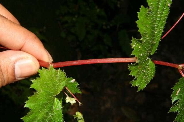 Image of Begonia hirsuta Aubl.