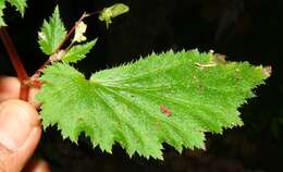 Слика од Begonia hirsuta Aubl.