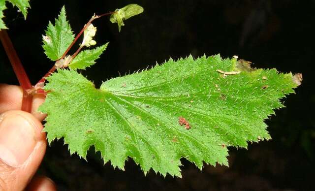 Image of Begonia hirsuta Aubl.