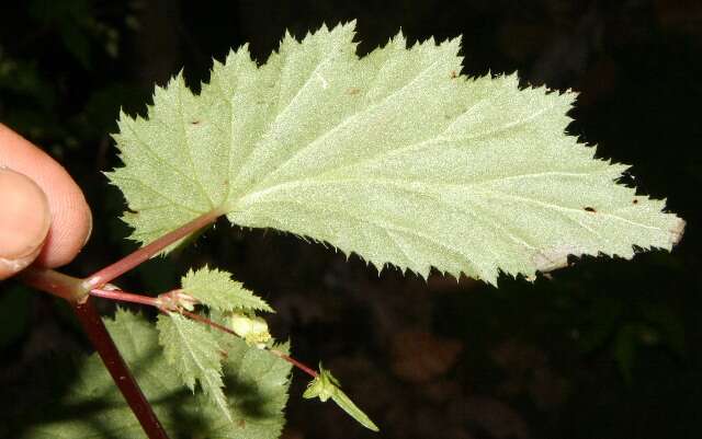 Image of Begonia hirsuta Aubl.