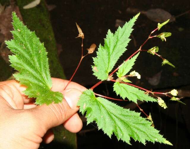 Image of Begonia hirsuta Aubl.