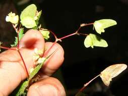 Image of Begonia hirsuta Aubl.