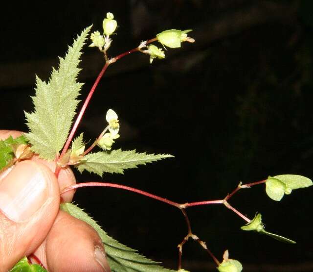 Слика од Begonia hirsuta Aubl.