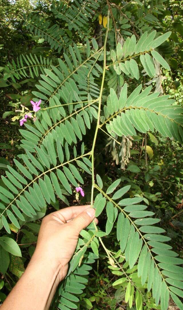 Imagem de Tephrosia multifolia Rose