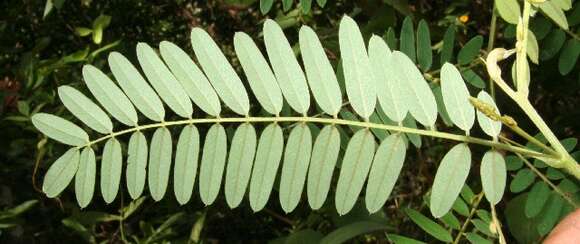 Image of Tephrosia multifolia Rose